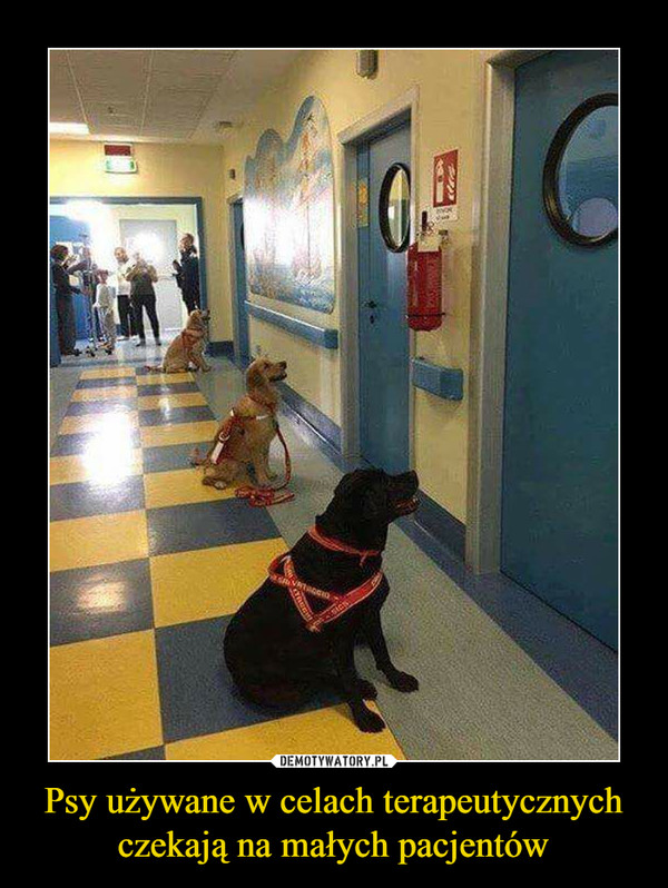 Psy używane w celach terapeutycznych czekają na małych pacjentów –  