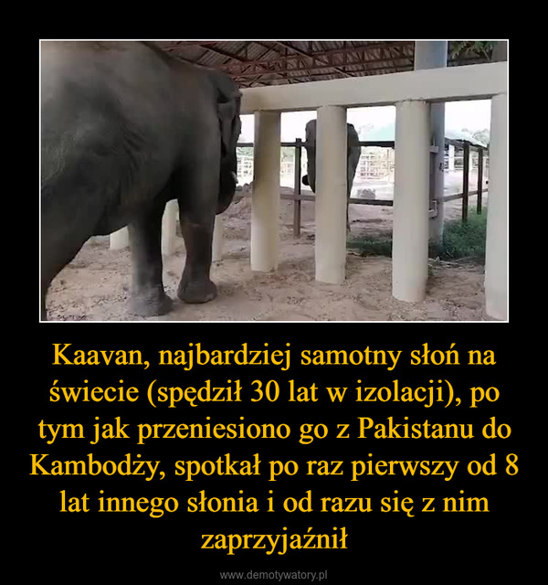 Kaavan, najbardziej samotny słoń na świecie (spędził 30 lat w izolacji), po tym jak przeniesiono go z Pakistanu do Kambodży, spotkał po raz pierwszy od 8 lat innego słonia i od razu się z nim zaprzyjaźnił –  
