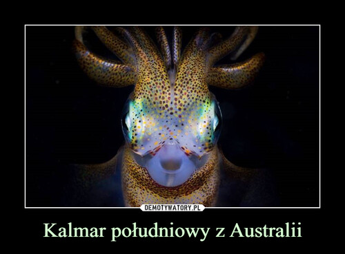 Kalmar południowy z Australii
